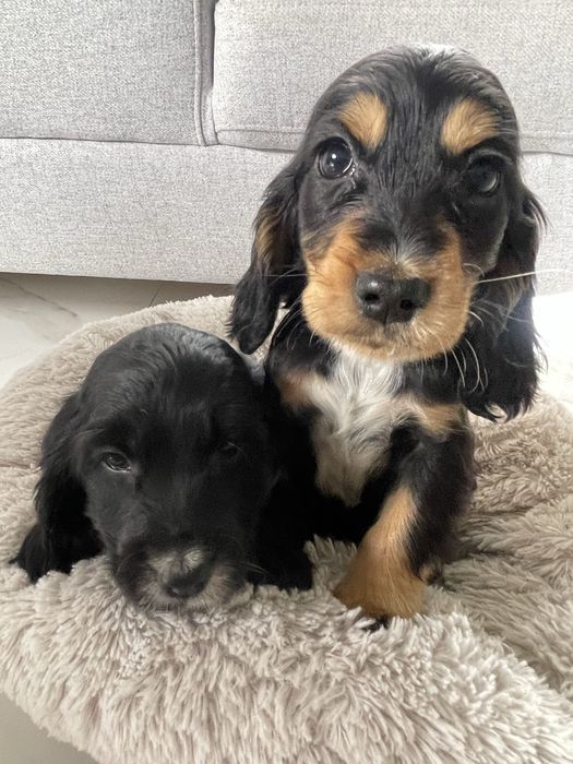 Cocker Spaniel Suczka Black