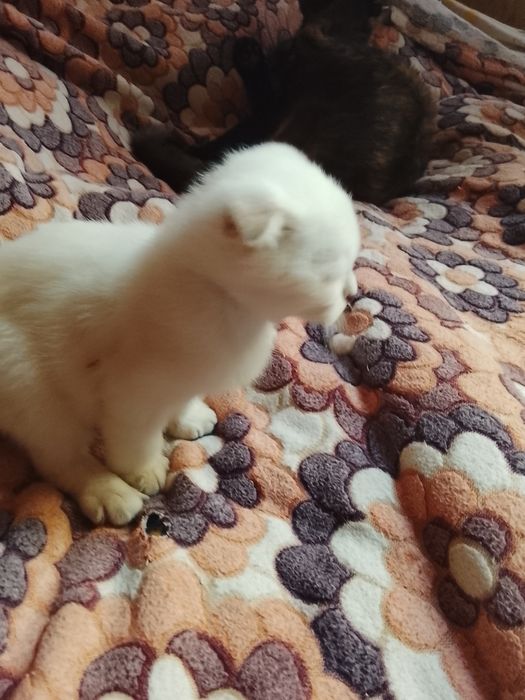 Кошенята Шотландські висловухі