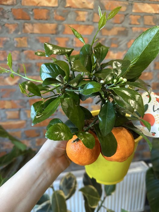 Олива, каламондин цитрус мандарин