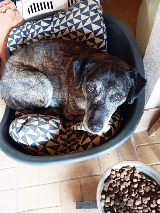 Jane - Para Adopção