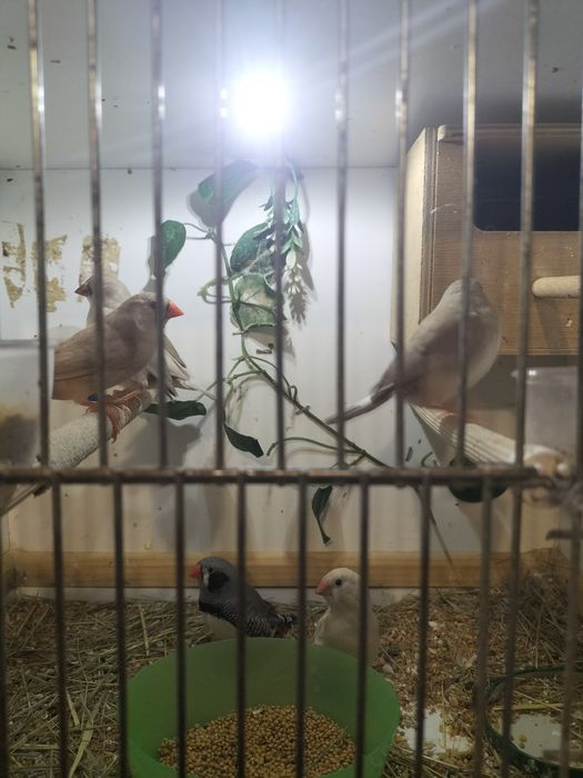 Sprzedam Młode zeberki