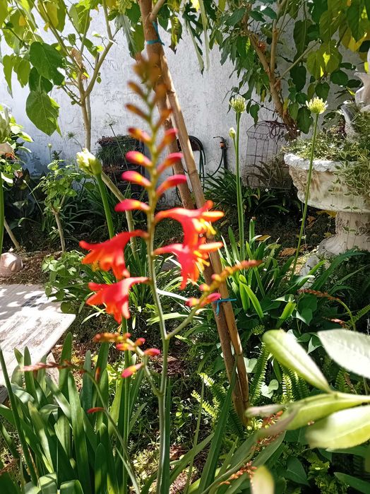 Crocosmia / Montbretia flor cor de laranja