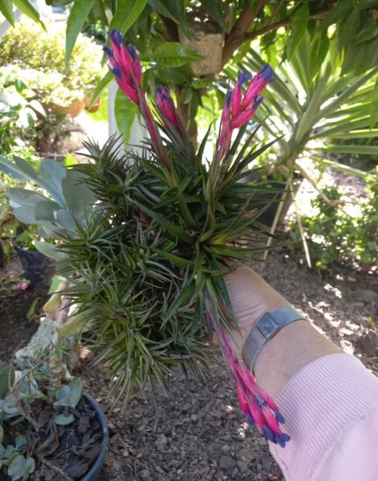 Planta aérea com flor