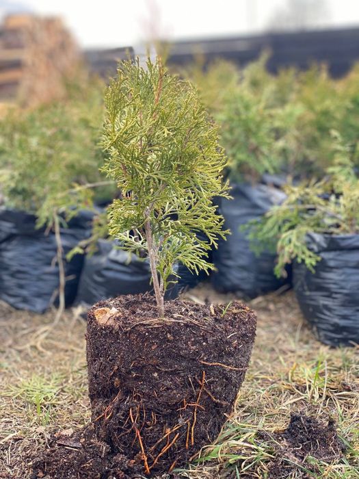 Туя Смарагд. Висота 20-30 см