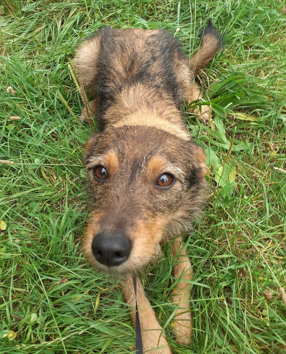Urocza suczka do adopcji