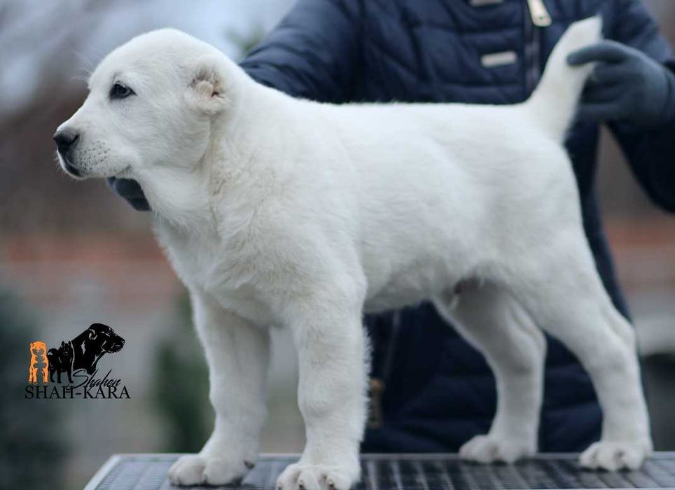 Крупний білий кобель САВ