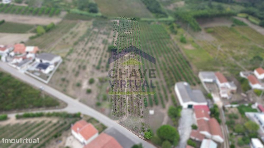 Terreno Rústico Construtível c/ 7.859 m2 Carvalhal - Bombarral — Carvalhal, Leiria