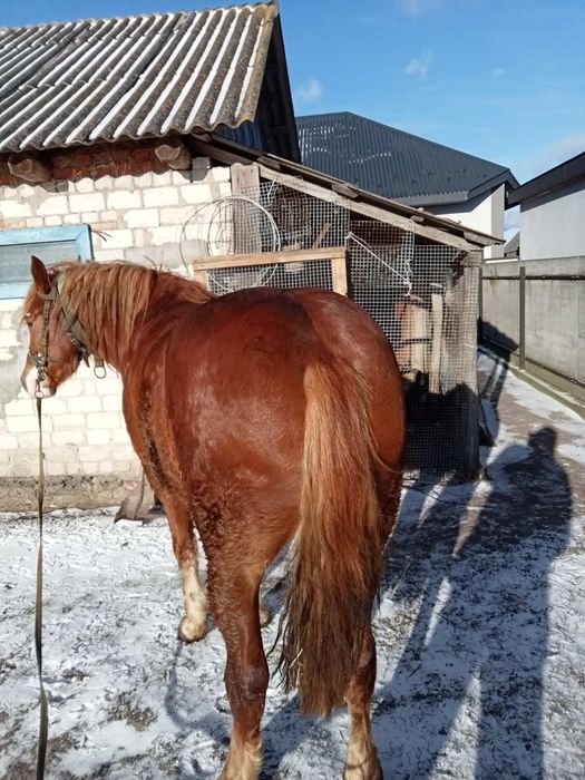 Продам коня 3 роки