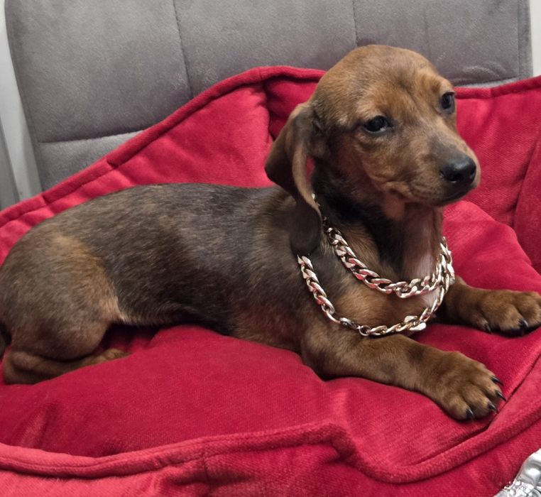 Po matce kroliczej malutka jamniczka merle