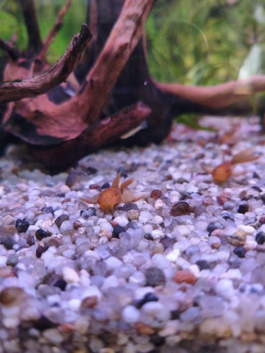 ślimak rozdętka na glony