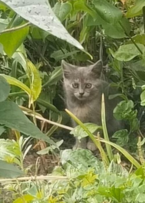 Кошенята в добрі руки.