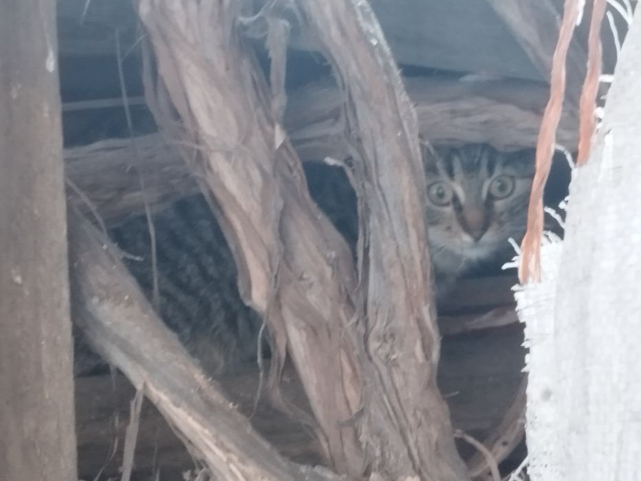 Zaginął kot w okolicy Złote Łany/ Żywiecka