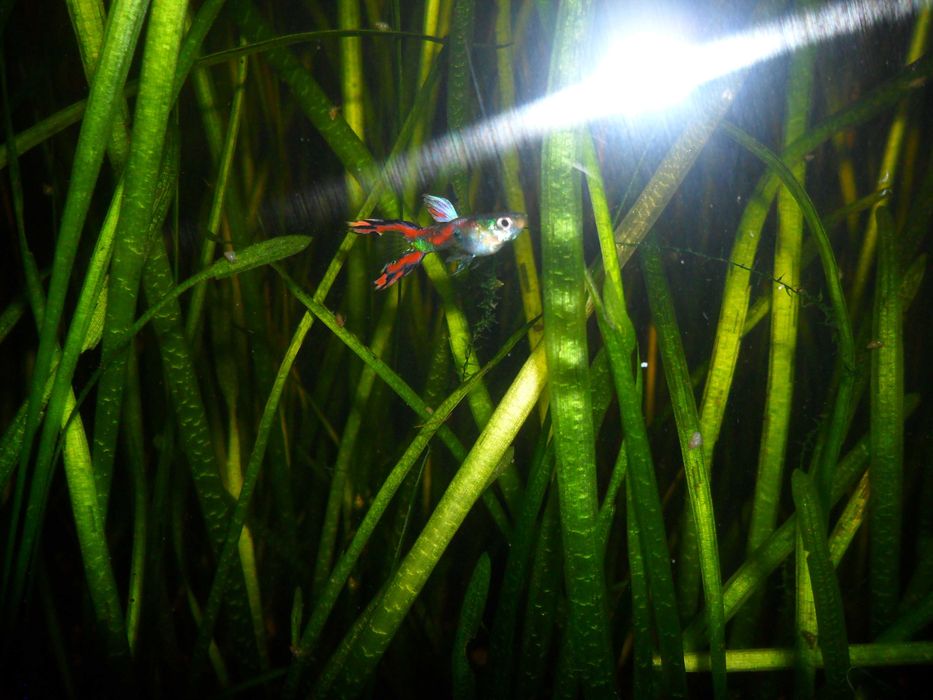 Гуппи,аквариумные растения.