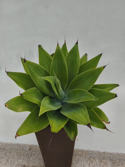Planta para jardim