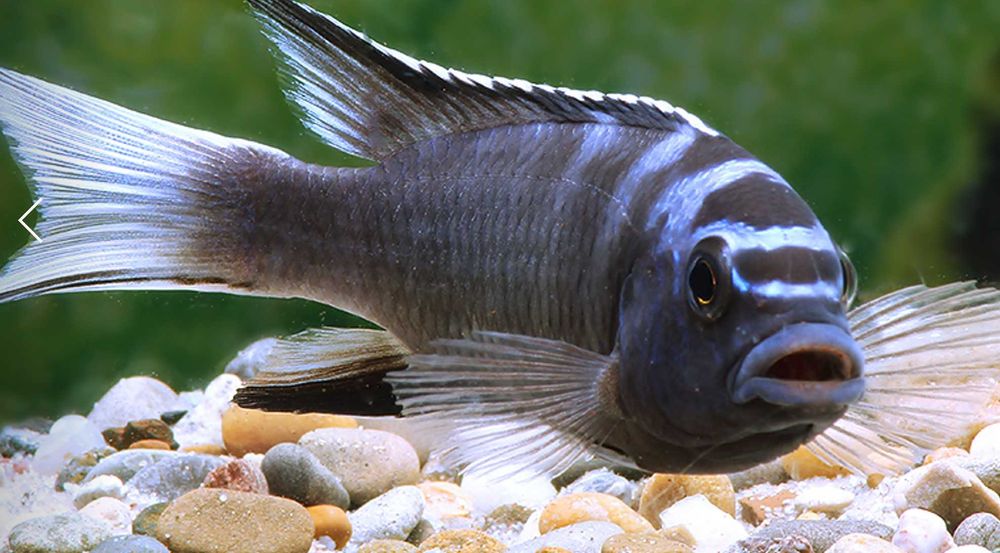 Pseudotropheus acei Ngara - Pyszczak - Pyszczaki - dowozimy, wysyłamy