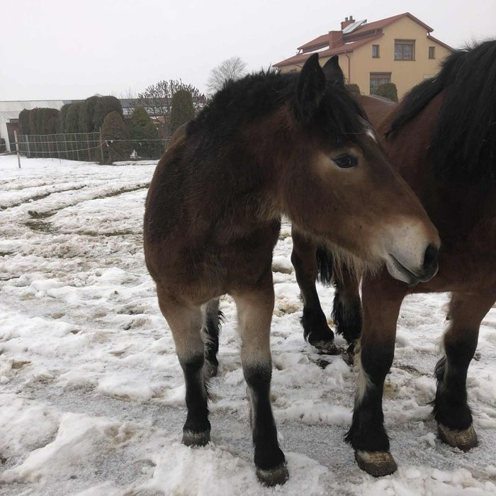 Źrebica zimnokrwiste