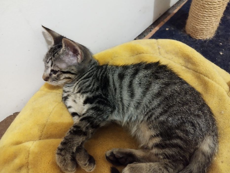 Gatinho para adoção