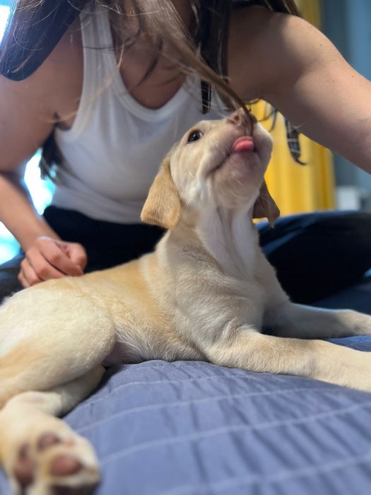 Цуценята лабрадору шукать сімʼю