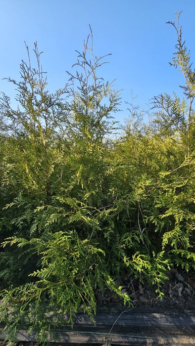 Tuje brabant i kurnik!! SPRZEDAM!!12zl/ szt.