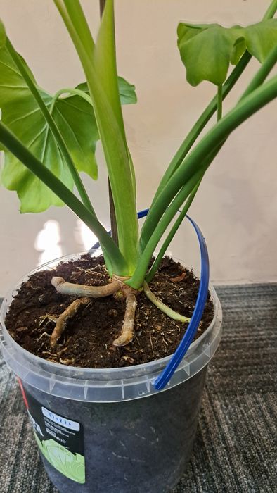 Філодендрон деревовидний