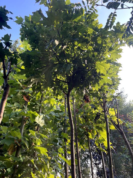 KLON Kulisty Globosum 180-200 CM  280 zł
