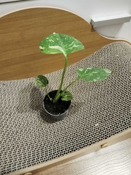 Monstera Thai Constellation - mała, ładne liście.