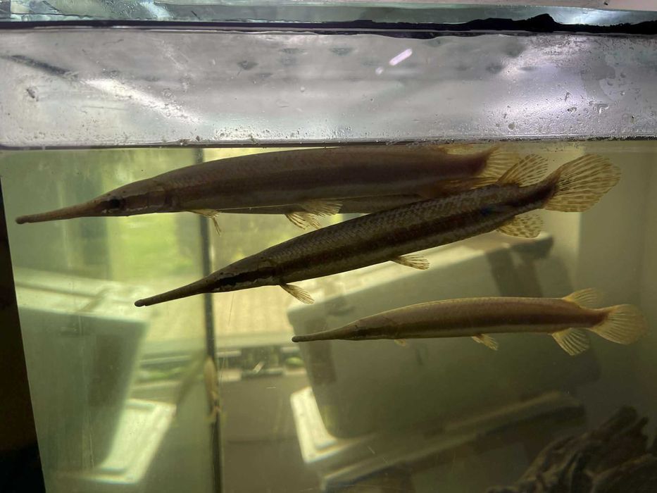 Lepisosteus platyrhincus red 20cm