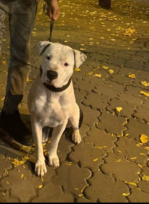 Пропал Стаф в Одессе,он переселенец из Херсонской области,его любят