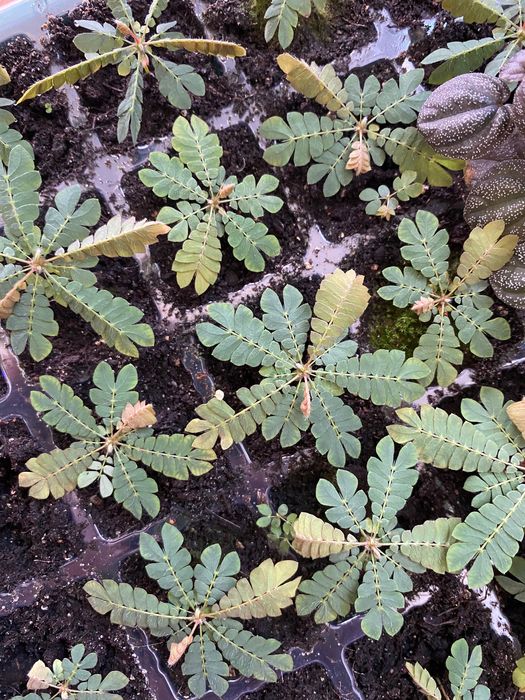 Biophytum pakiet nasion