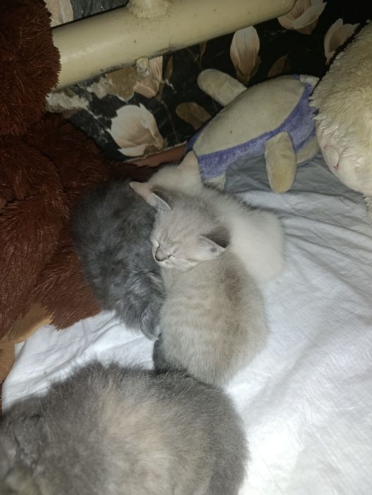 Віддам кошенят в добрі руки