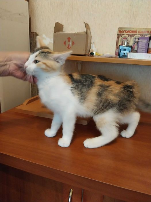 Віддам кошенят в добрі руки