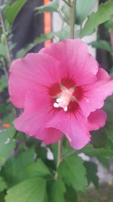 Гібіскус деревовидний