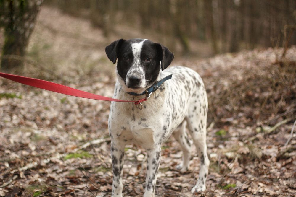 ADOPCJA dalmatynczyk