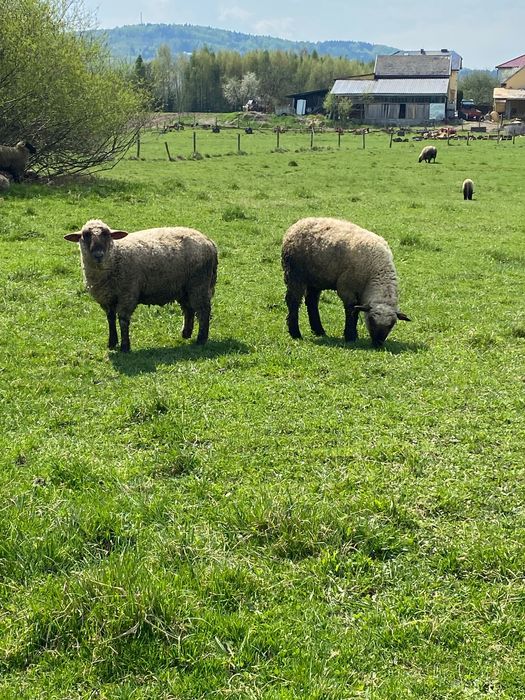 Owce jagnięta czarnogłówka