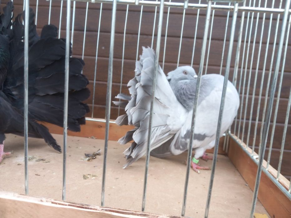 Pawiki różne kolory