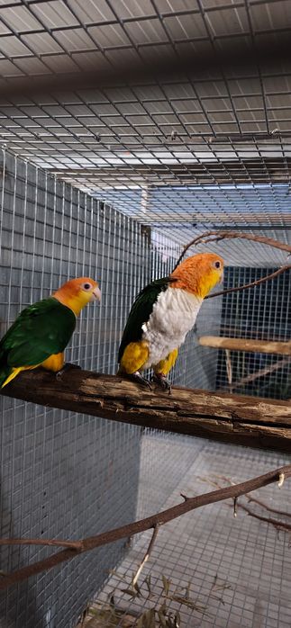 Casal Marianinhas canela