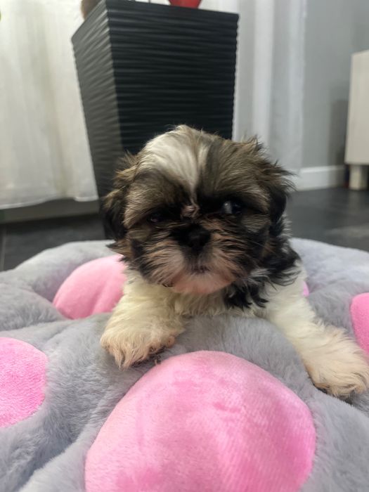 Shih tzu Suczka