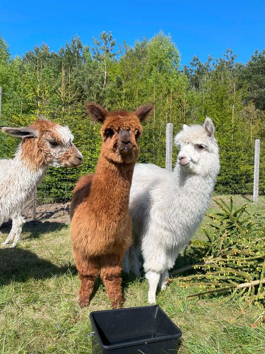 Domek z kominkiem i sauną w Leśnej Polanie- wolne Święta