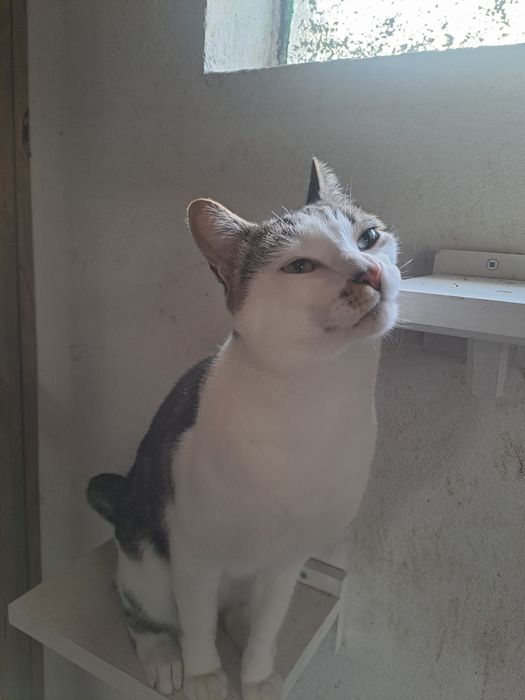 Gatos castrados para adoção