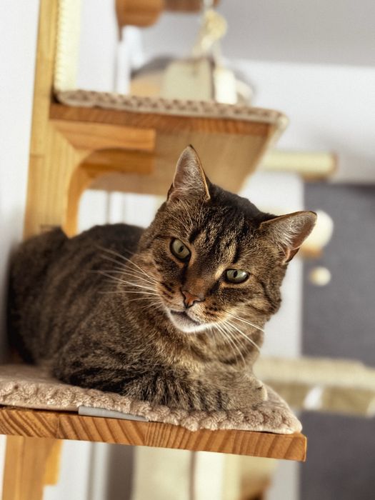 Kwiatek - towarzyski kotek szuka domu