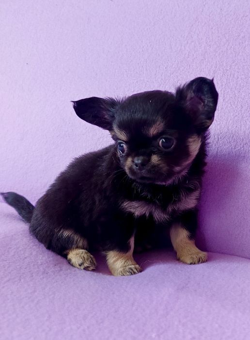 Chihuahua długowłosa sunia