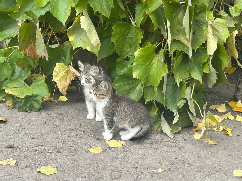 Кошенята, котики в добрі руки