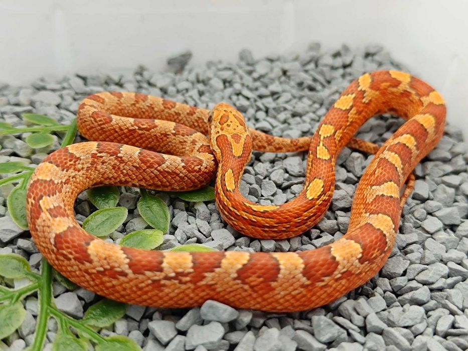 Wąż zbożowy / Odmiana: Bloodred ph. 66% caramel, stripe  / Samica / ID:F12