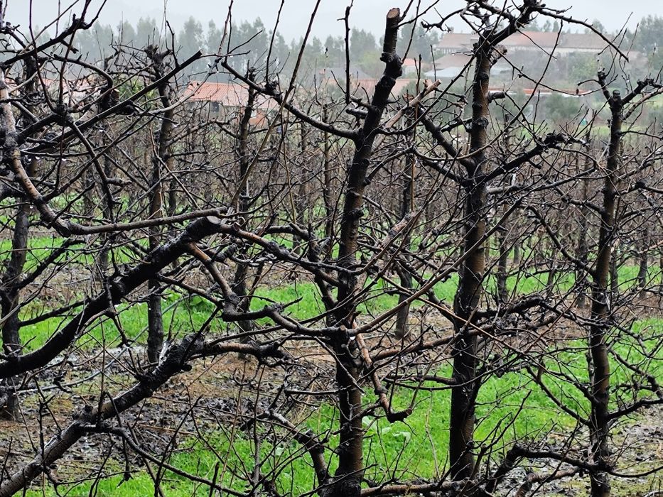 Vendo Terreno muito Bem Localizado Rua Francisco da Silva Madroeira Be