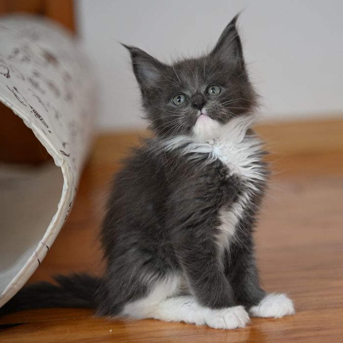 Maine coon kocur niebieski z bielą FPL