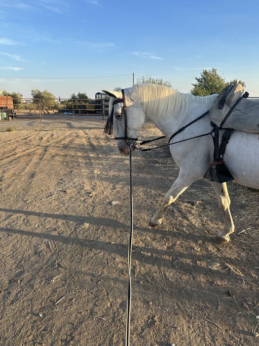 Cavalo Castrado com arranjo