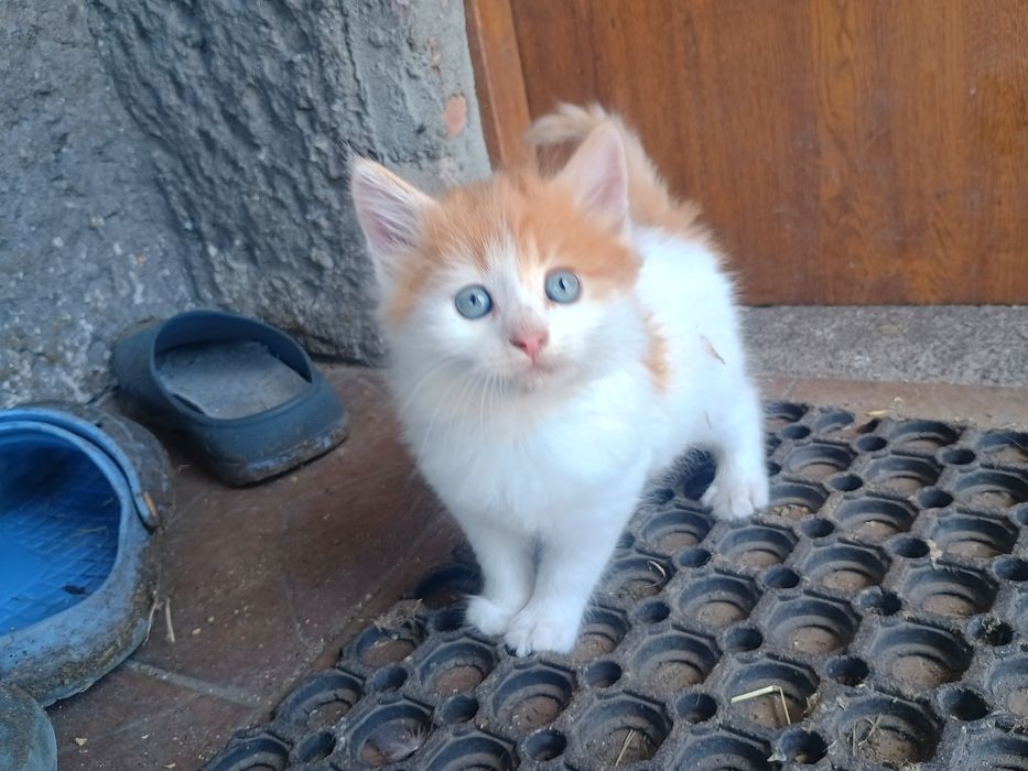 Oddam w dobre ręce