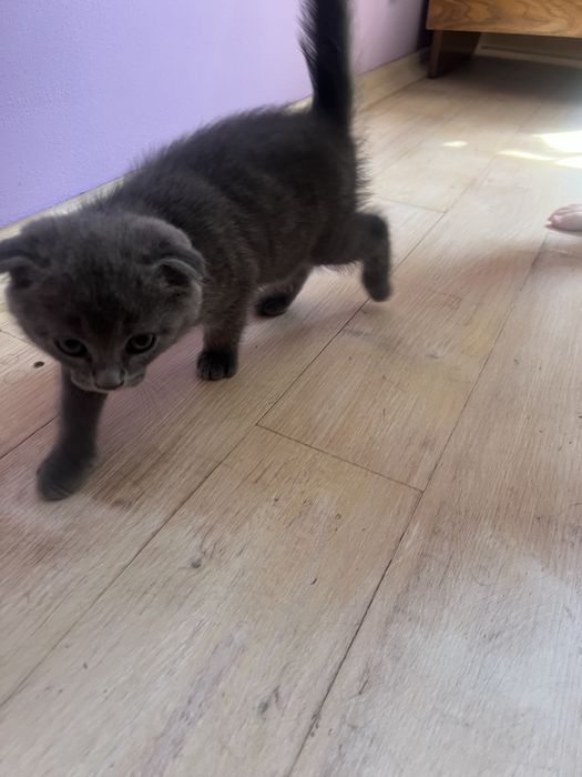 Котик британець весловухий