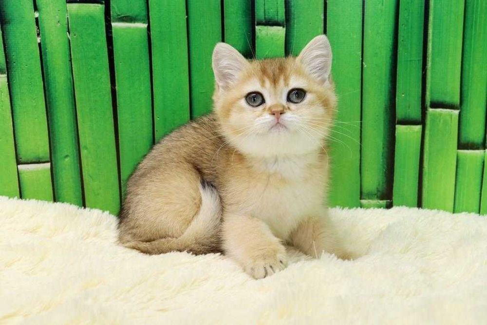 чудесный котик британчик