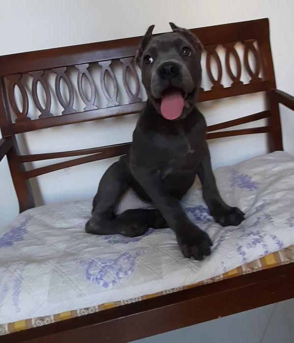 купірувана дівчинка кане корсо